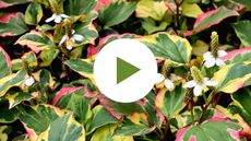 Houttuynia cordata &lsquo;Chameleon&rsquo;