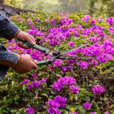 woman pruning bougainvillea hedge