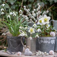 hellebores and snowdrops in containers in late winter garden