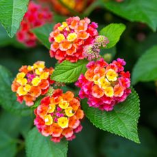 Pink and yellow lantana flowers