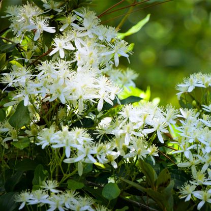 sweet autumn clematis 