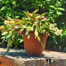 Christmas cactus outside in garden